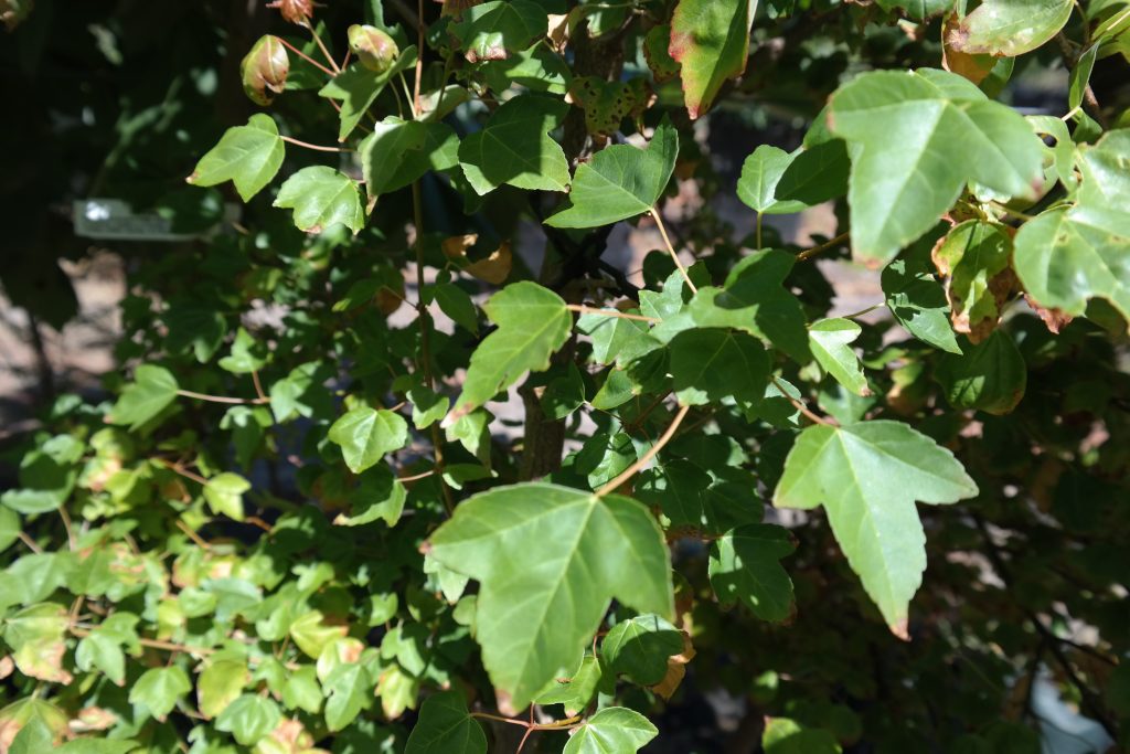 Lakeside Plants & Nursery