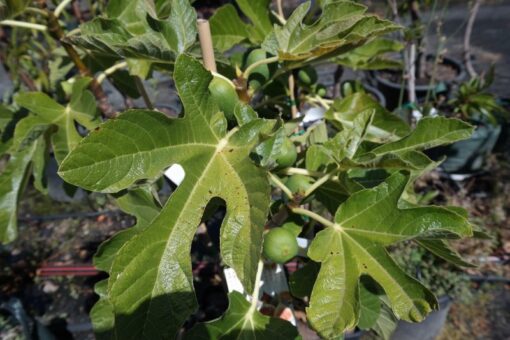 fig-white-adriatic