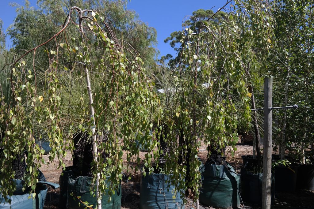 Lakeside Plants & Nursery