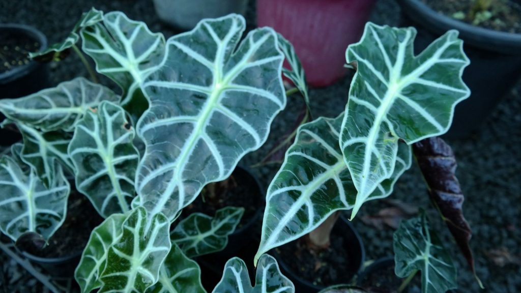 Lakeside Plants & Nursery