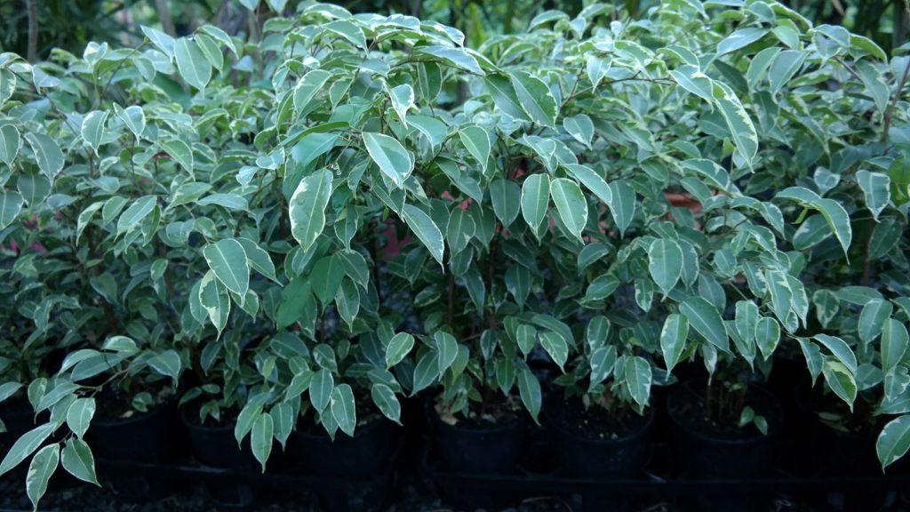 Lakeside Plants & Nursery