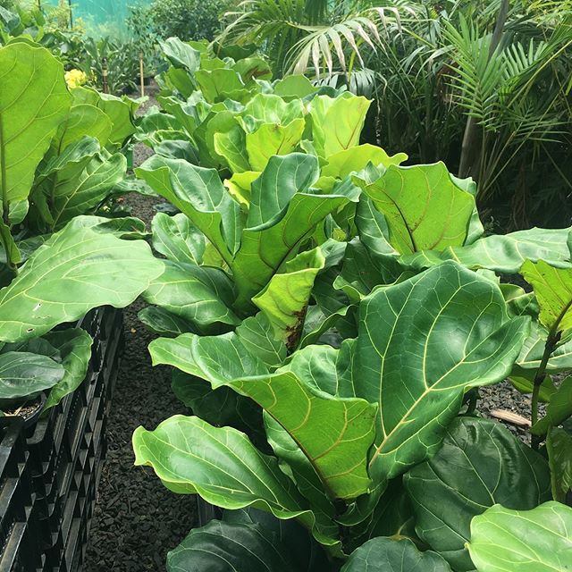 Lakeside Plants & Nursery