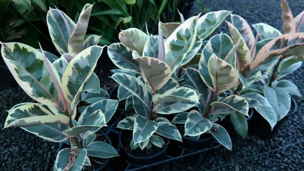 Lakeside Plants & Nursery