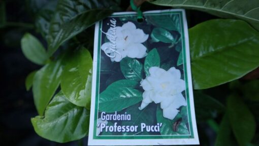 Gardenia Professor Pucci