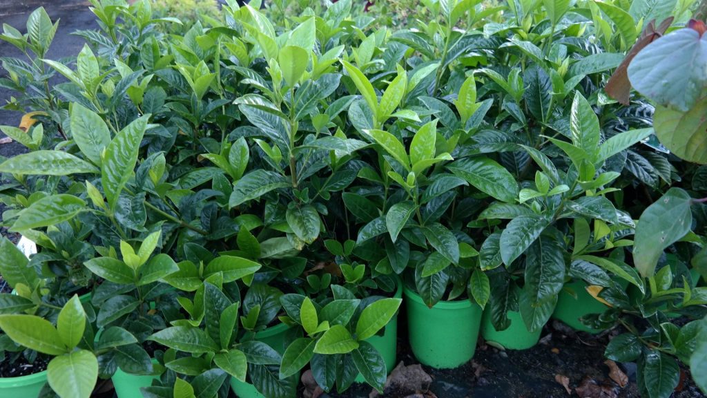 Lakeside Plants & Nursery