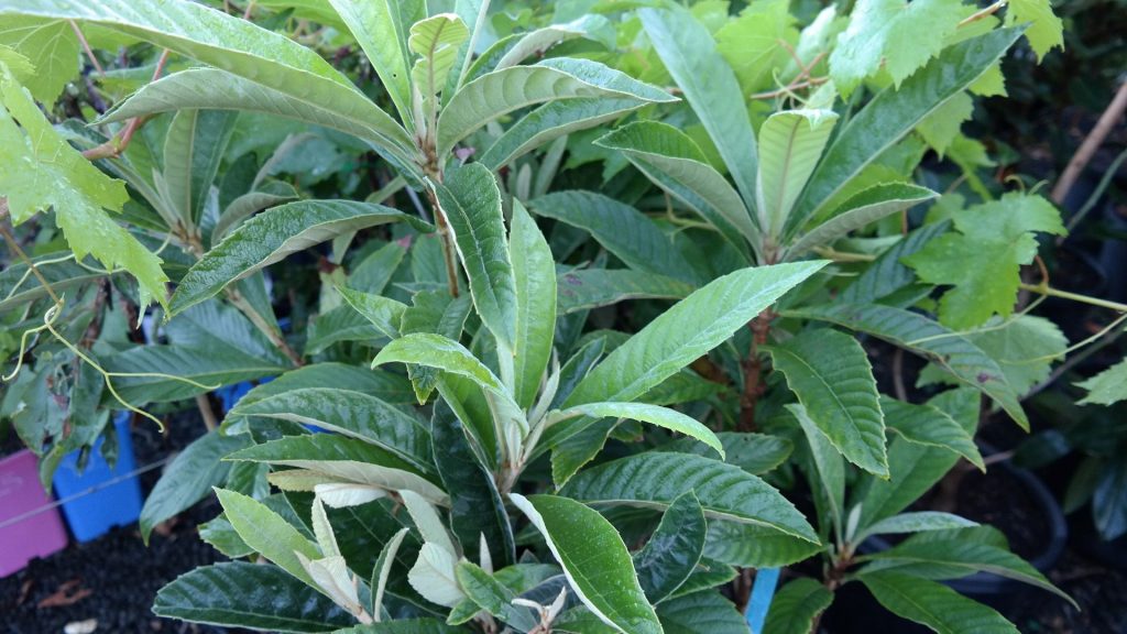 Lakeside Plants & Nursery