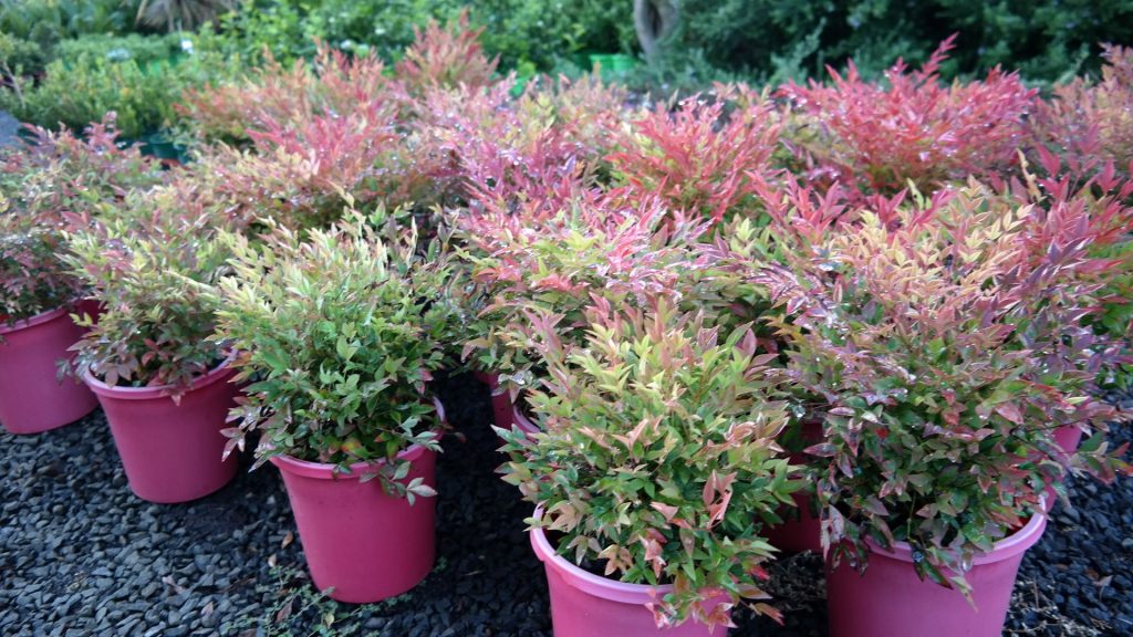 Lakeside Plants & Nursery