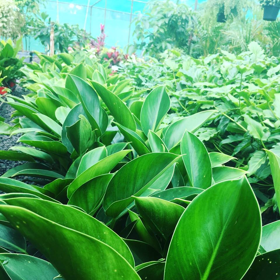 Lakeside Plants & Nursery