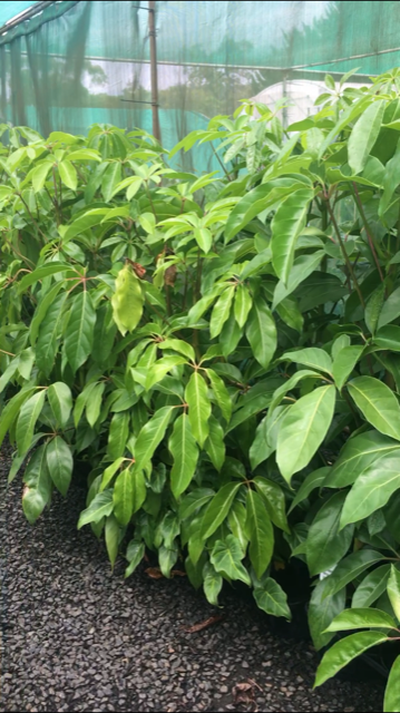 Lakeside Plants & Nursery