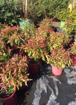 Lakeside Plants & Nursery