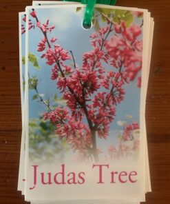 Cercis siliquastrum