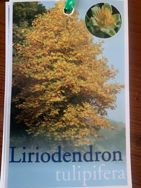 Tulip Tree Liriodendron tulipifera