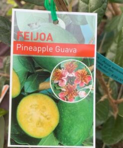 Feijoa Pineapple Guava Acca sellowiana