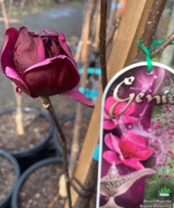 Magnolia Genie