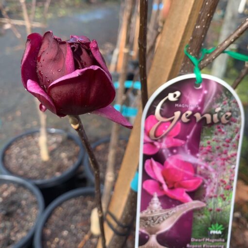 Magnolia Genie