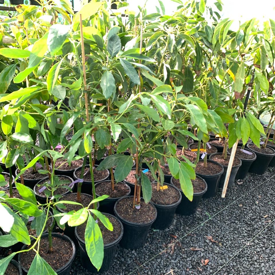 Lakeside Plants & Nursery