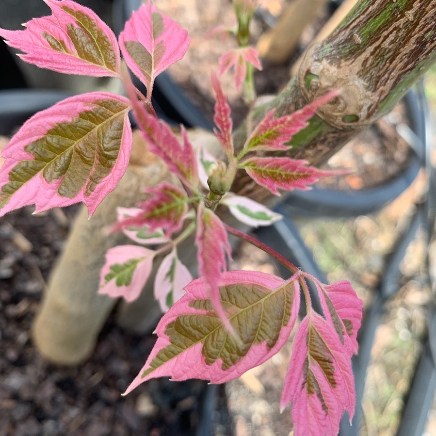 Lakeside Plants & Nursery