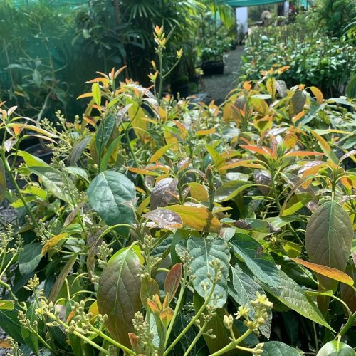 Lakeside Plants & Nursery