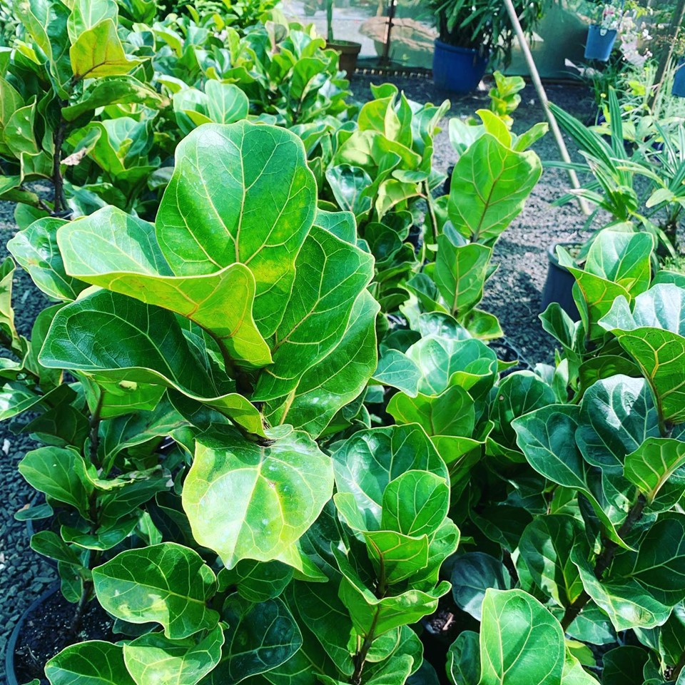 Lakeside Plants & Nursery