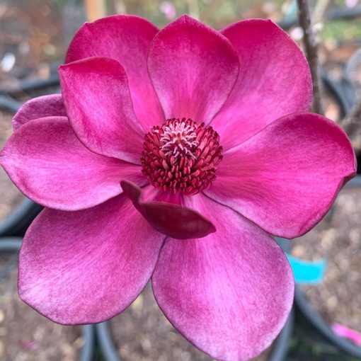 Magnolia Genie - Image 3