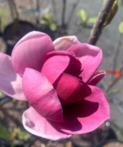 Magnolia Genie