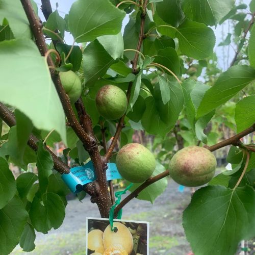 Apricot Newcastle Early