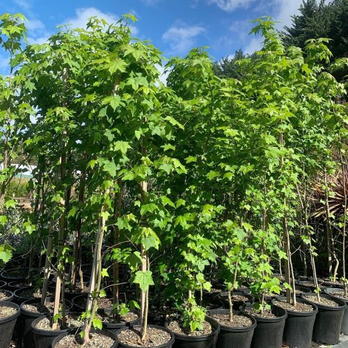 Lakeside Plants & Nursery