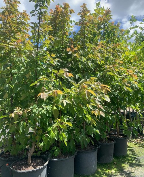Lakeside Plants & Nursery