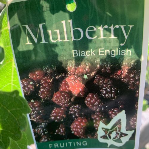 Lakeside Plants & Nursery