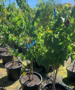 Black English Mulberry 30l