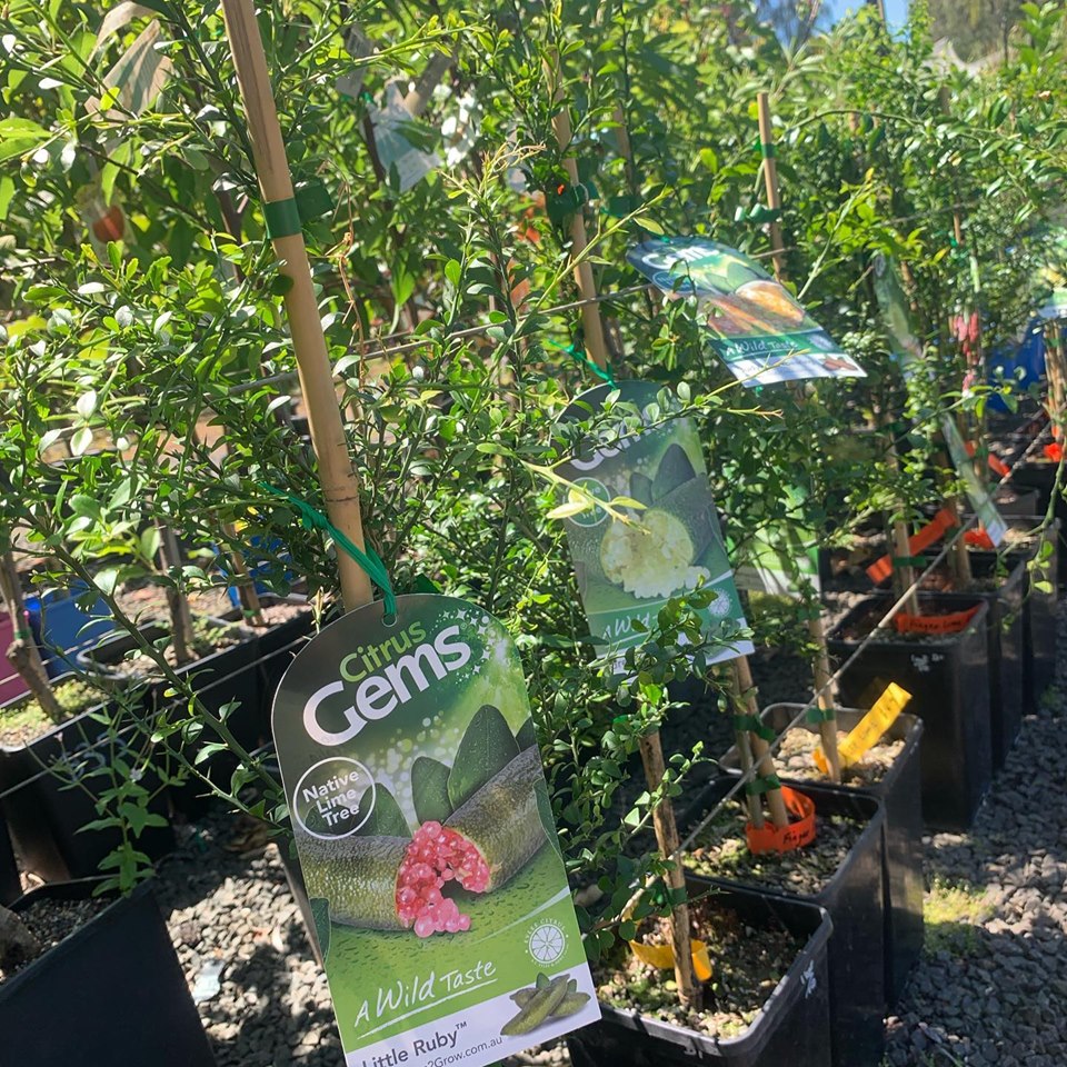 Lakeside Plants & Nursery