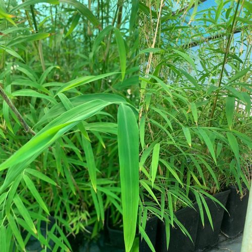 Lakeside Plants & Nursery