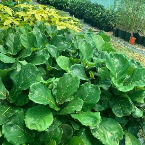 Lakeside Plants & Nursery