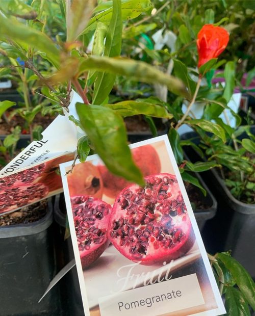 Pomegranate Tree Azerbaijani