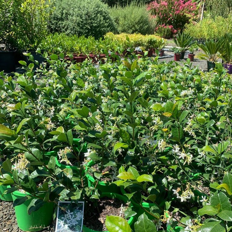 Chinese Star Jasmine Lakeside Plants & Nursery
