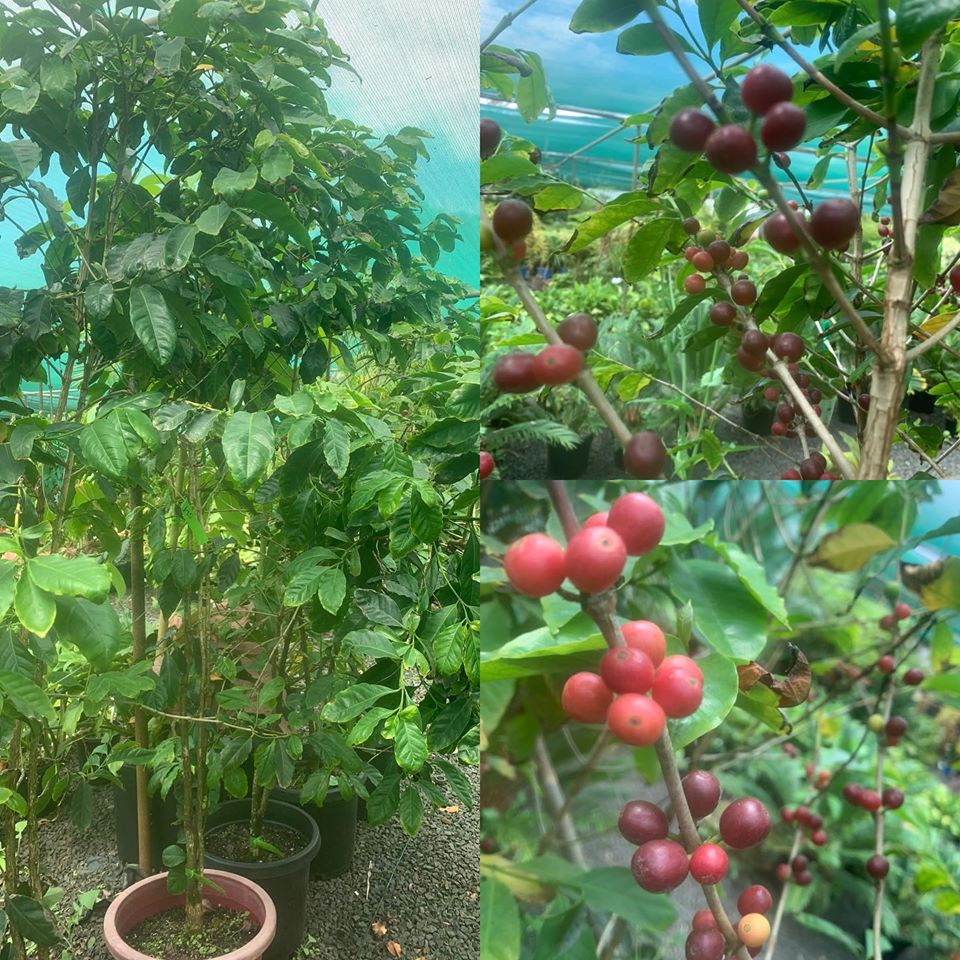 Lakeside Plants & Nursery