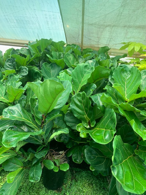 Lakeside Plants & Nursery