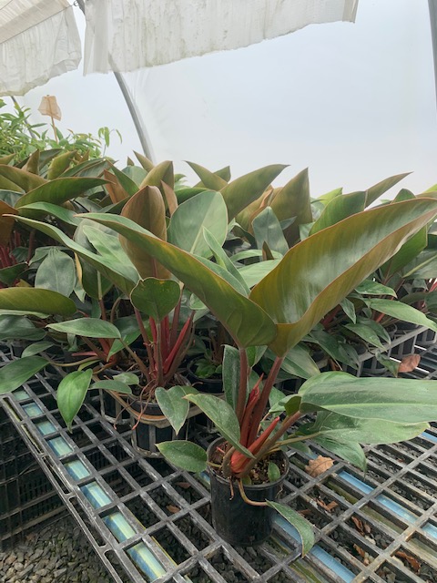 Lakeside Plants & Nursery