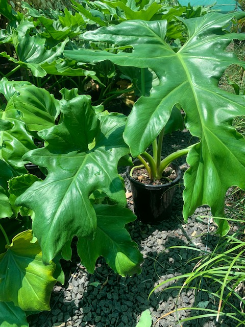 Lakeside Plants & Nursery