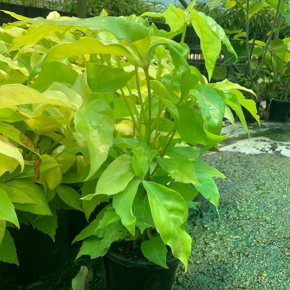 Lakeside Plants & Nursery
