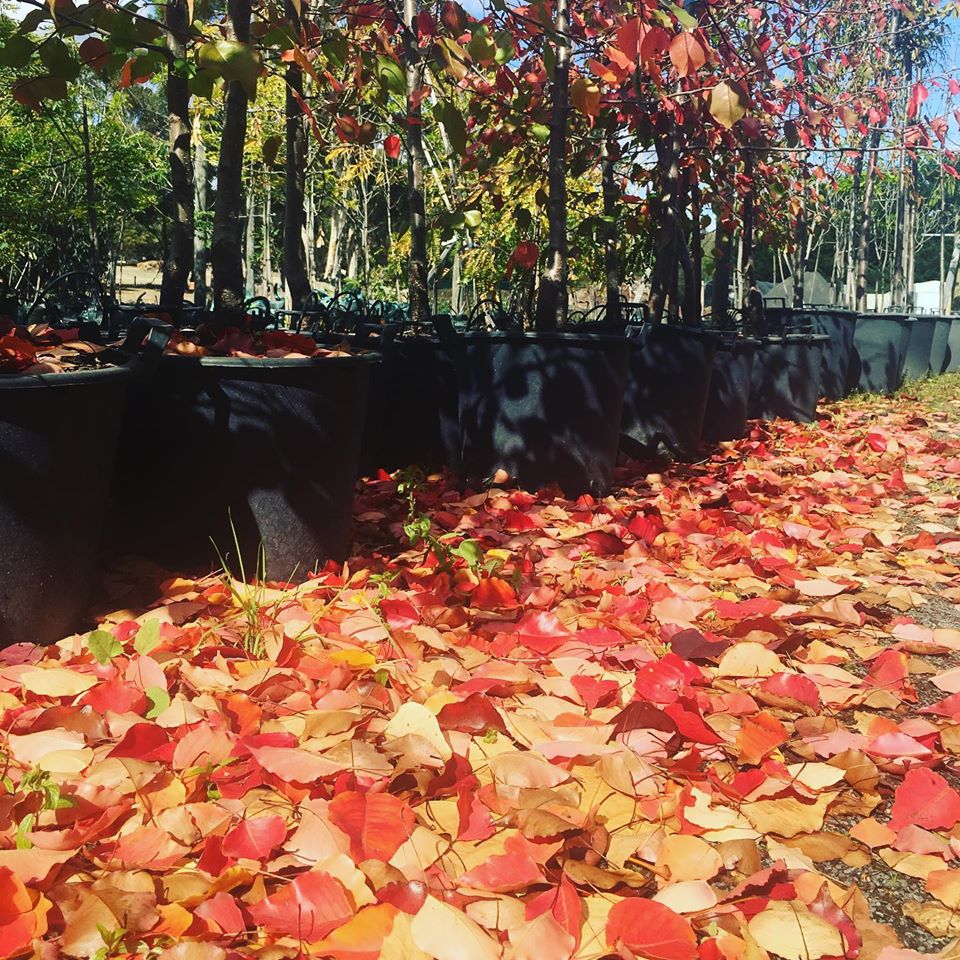 Lakeside Plants & Nursery