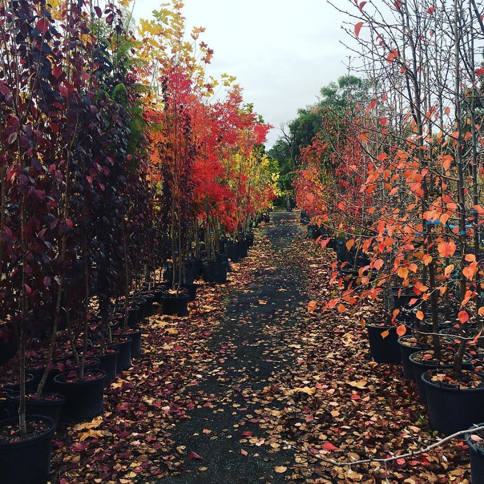 Lakeside Plants & Nursery