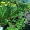 Cycas revoluta Sago Palm