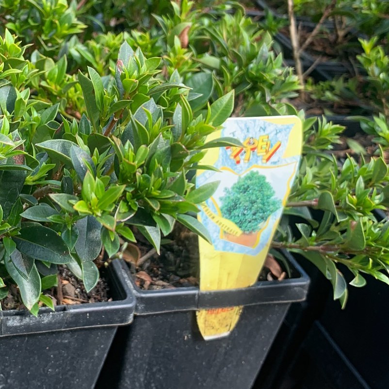 Lakeside Plants & Nursery
