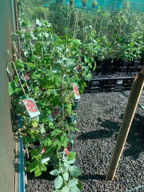 Lakeside Plants & Nursery