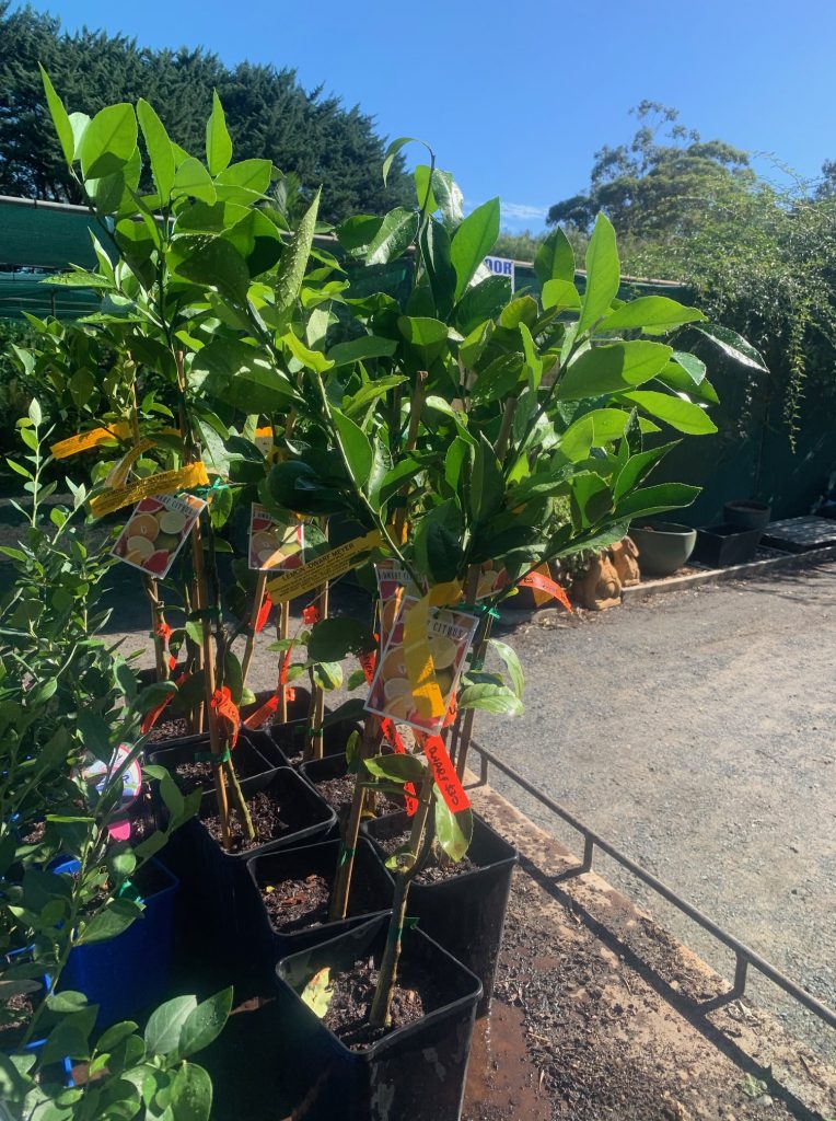 Lakeside Plants & Nursery
