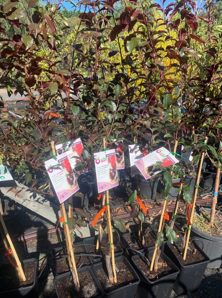 Lakeside Plants & Nursery