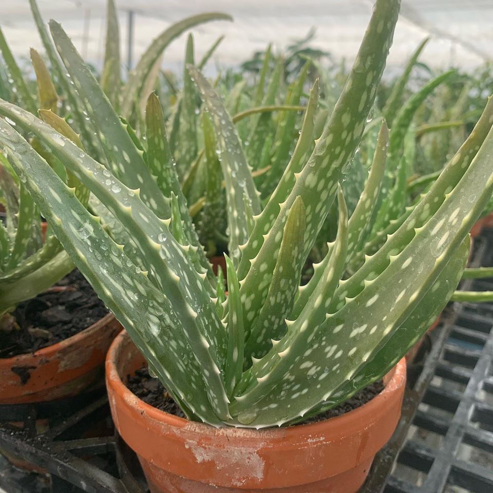 Lakeside Plants & Nursery
