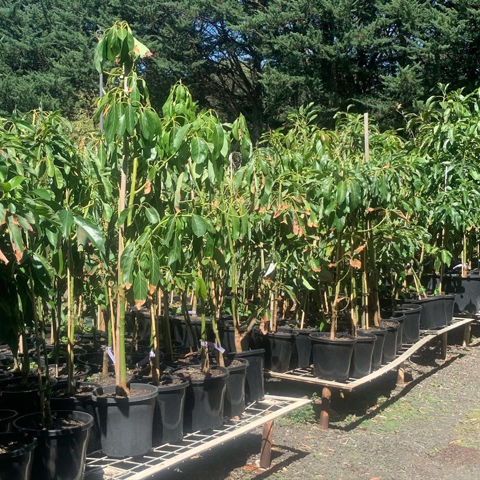 Lakeside Plants & Nursery
