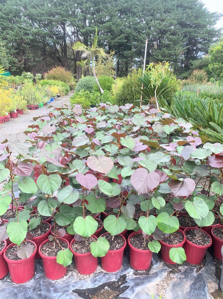 Lakeside Plants & Nursery